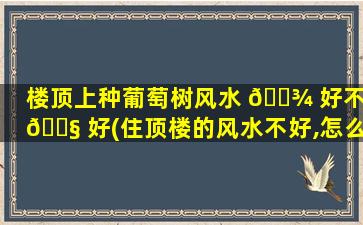 楼顶上种葡萄树风水 🌾 好不 🐧 好(住顶楼的风水不好,怎么*
)